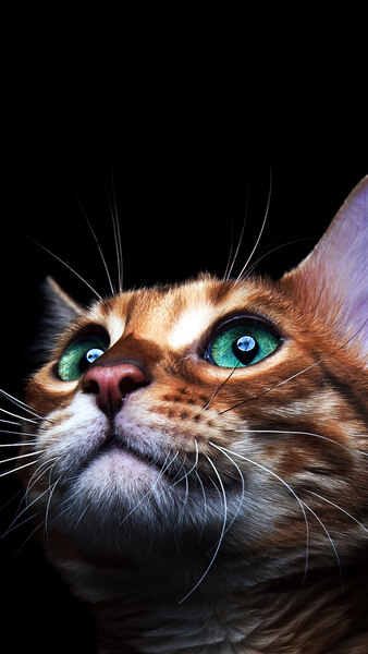 #8.3230, Cat, Eyes, 4K Wallpaper PC Desktop