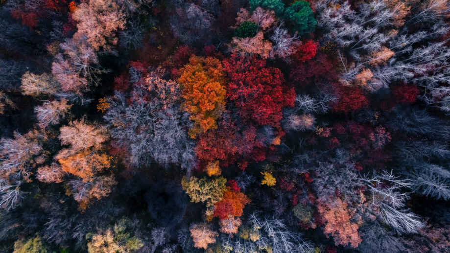 Autumn Colourful Trees Aerial 4K #4980f Wallpaper PC Desktop