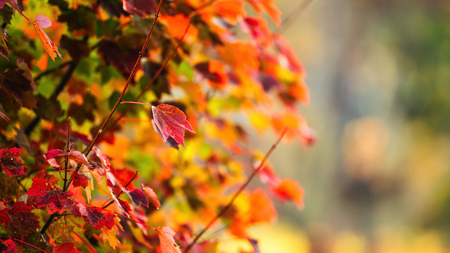 Autumn Leaves Nature Wallpaper 1945s Wallpaper 4K PC