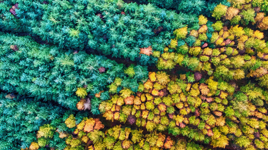 Autumn Season Forest Aerial 4K #8680f Wallpaper PC Desktop