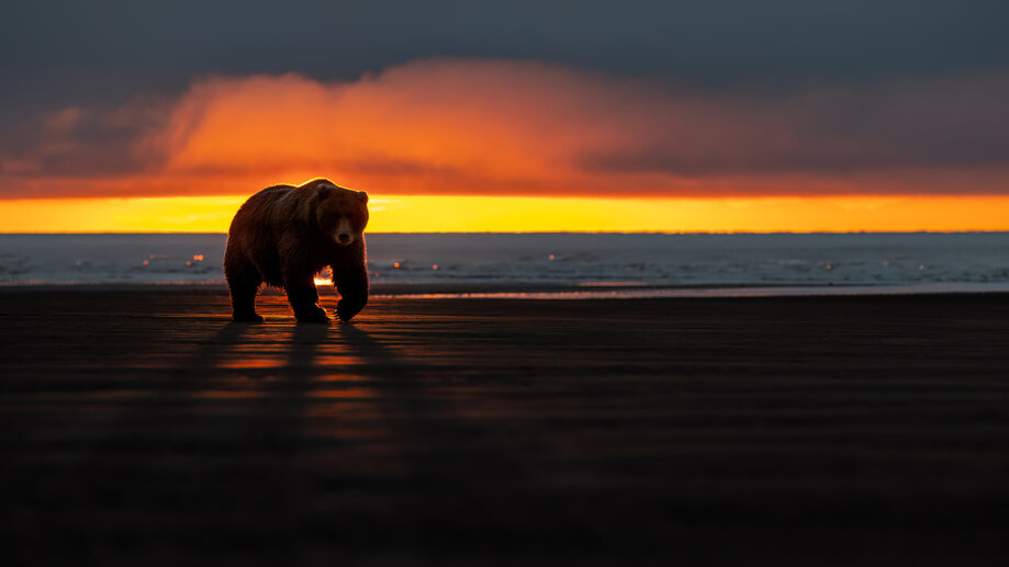 Bear Sunset Beach 4K #2303a Wallpaper iPhone Phone