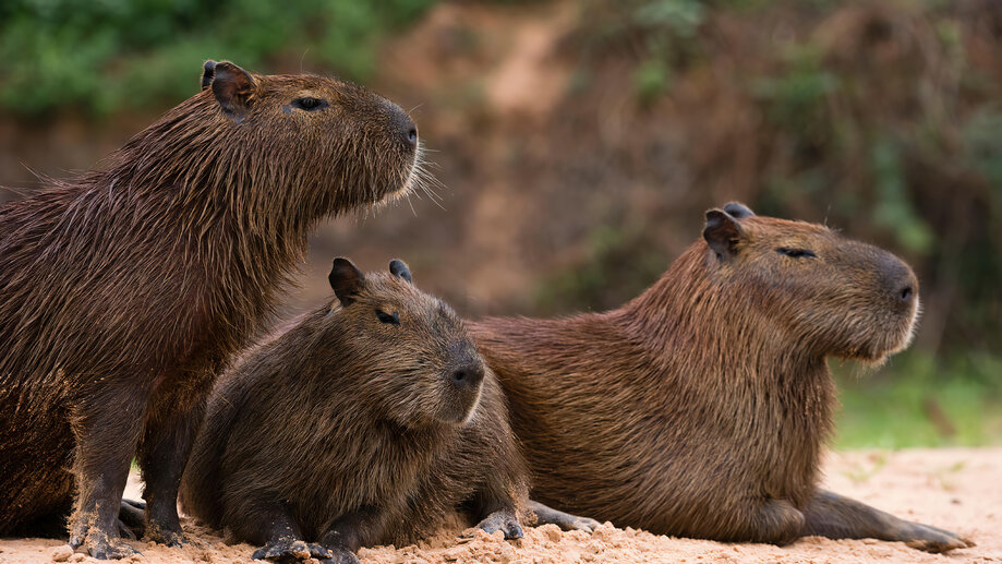 Capybara Chilling 4K #660i Wallpaper PC Desktop