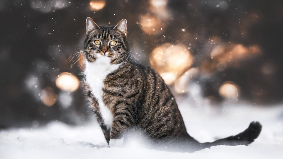 Cat in Snow 4K #7680g Wallpaper PC Desktop