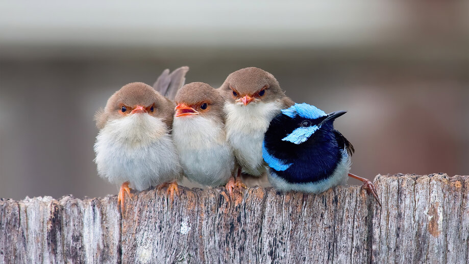 Cute Cuddling Birds 4K #7670g Wallpaper PC Desktop