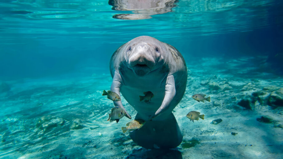 Dugong Underwater Animal 4K #2293a Wallpaper iPhone Phone