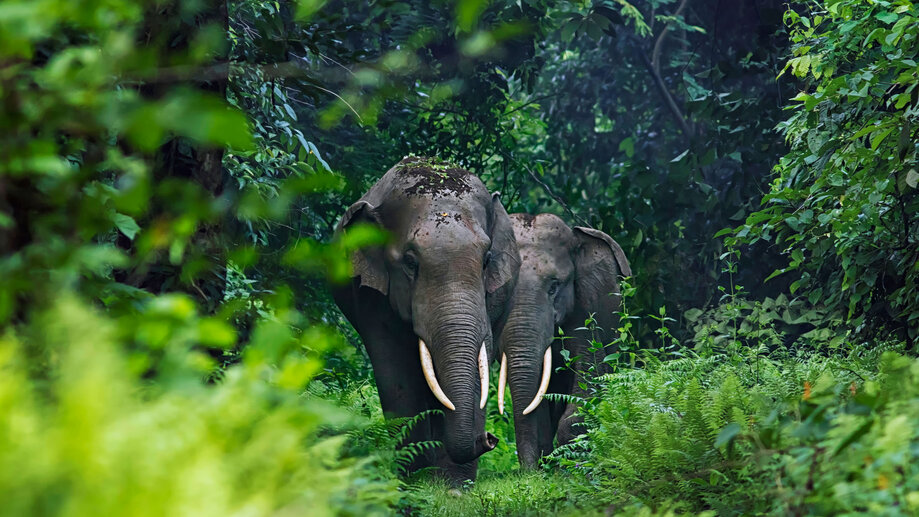 Elephant Animal Forest 4K #2363a Wallpaper iPhone Phone