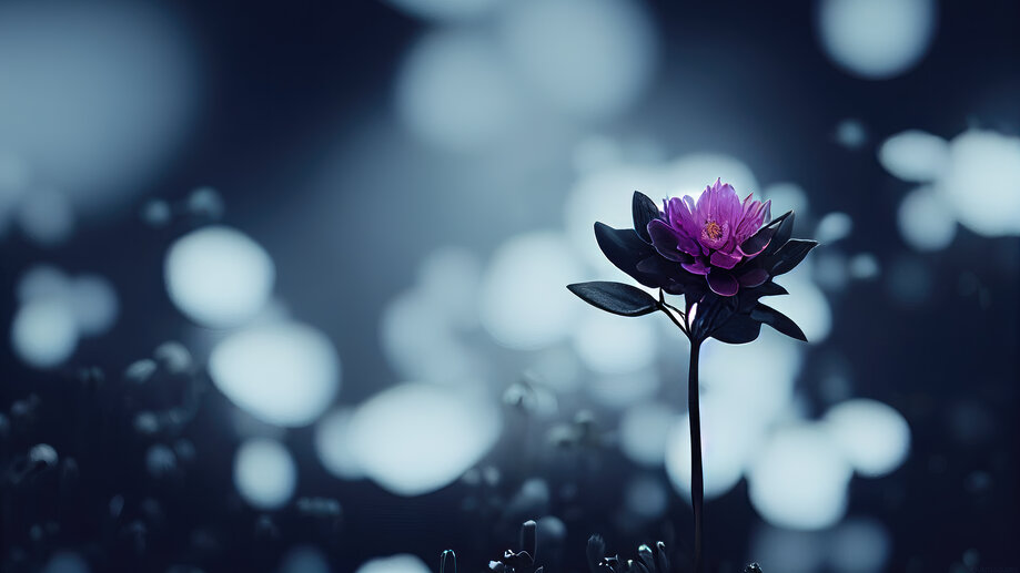 Flower Wallpapers 4K HD