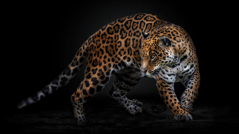 Jaguar 4K #2443a Wallpaper iPhone Phone