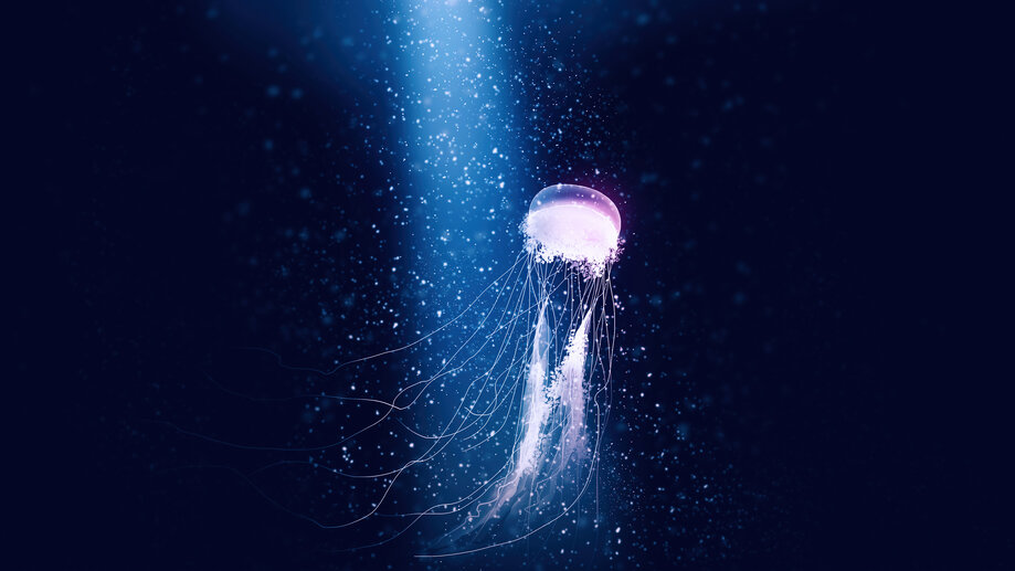 Jellyfish Digital Art 4K #150h Wallpaper PC Desktop