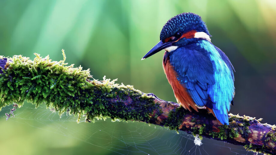 Kingfisher Bird 4k #2353a Wallpaper Pc Desktop