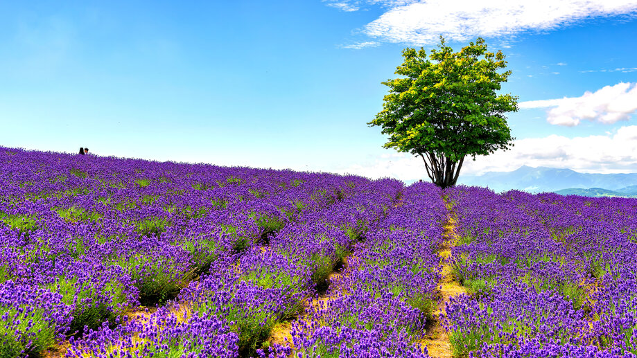 Lavender Flower Field 4K 8K #5800f Wallpaper PC Desktop