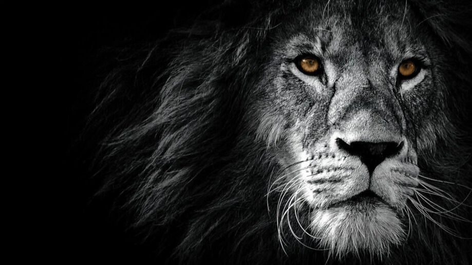 Lion Monochrome 4K #4750f Wallpaper iPhone Phone