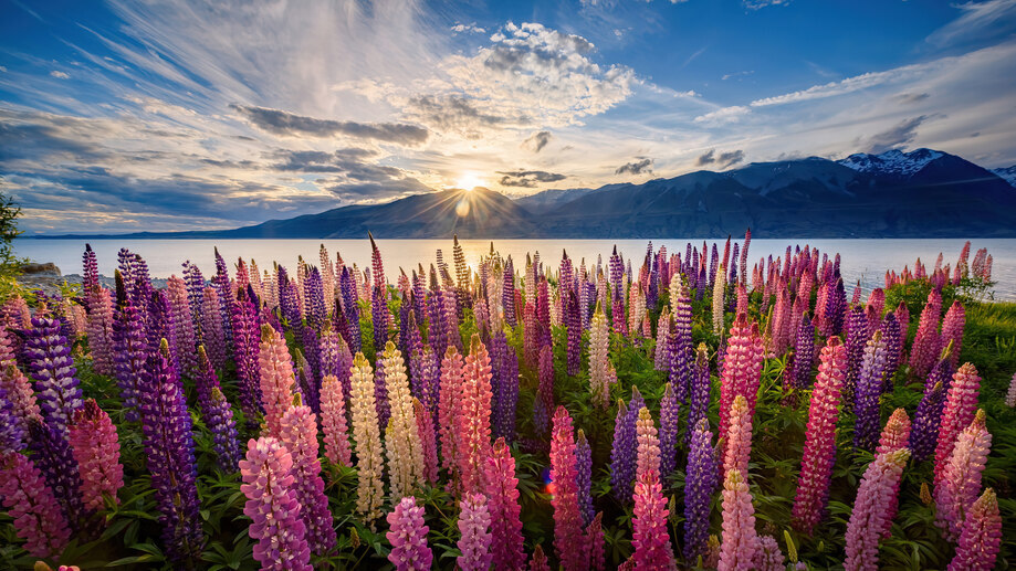 Lupine Flowers New Zealand 4K #250f Wallpaper PC Desktop