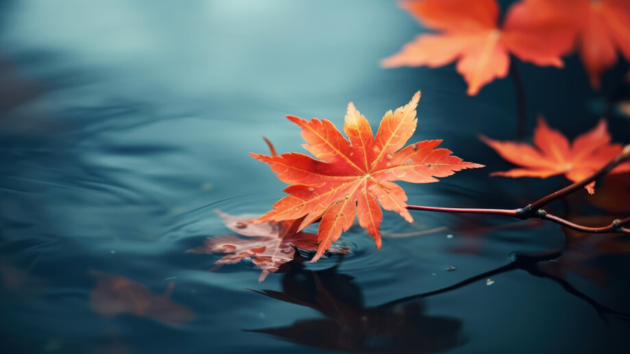 Maple Leaves Autumn 4K #8941m Wallpaper PC Desktop