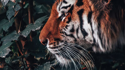 Tiger Animal 4K Wallpaper iPhone HD Phone #6090f