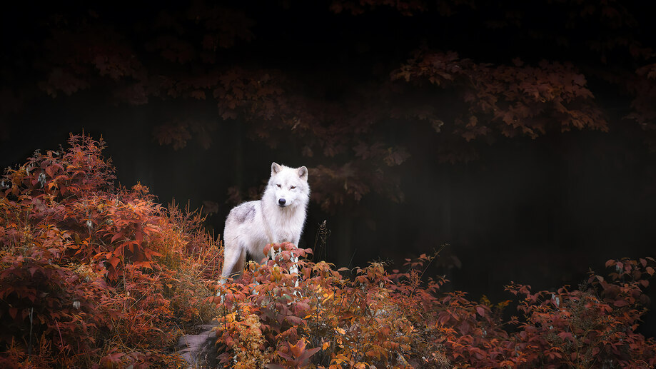 White Wolf Autumn Forest 4K #1280e Wallpaper PC Desktop